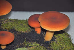 Image of Tawny Milkcap