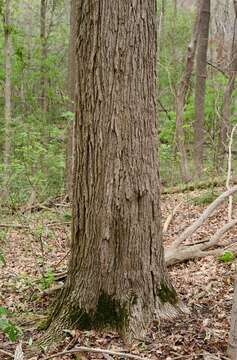 Image of blue ash