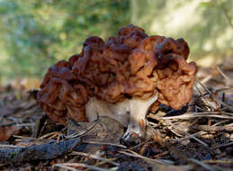 Image of Gyromitra esculenta (Pers.) Fr. 1849