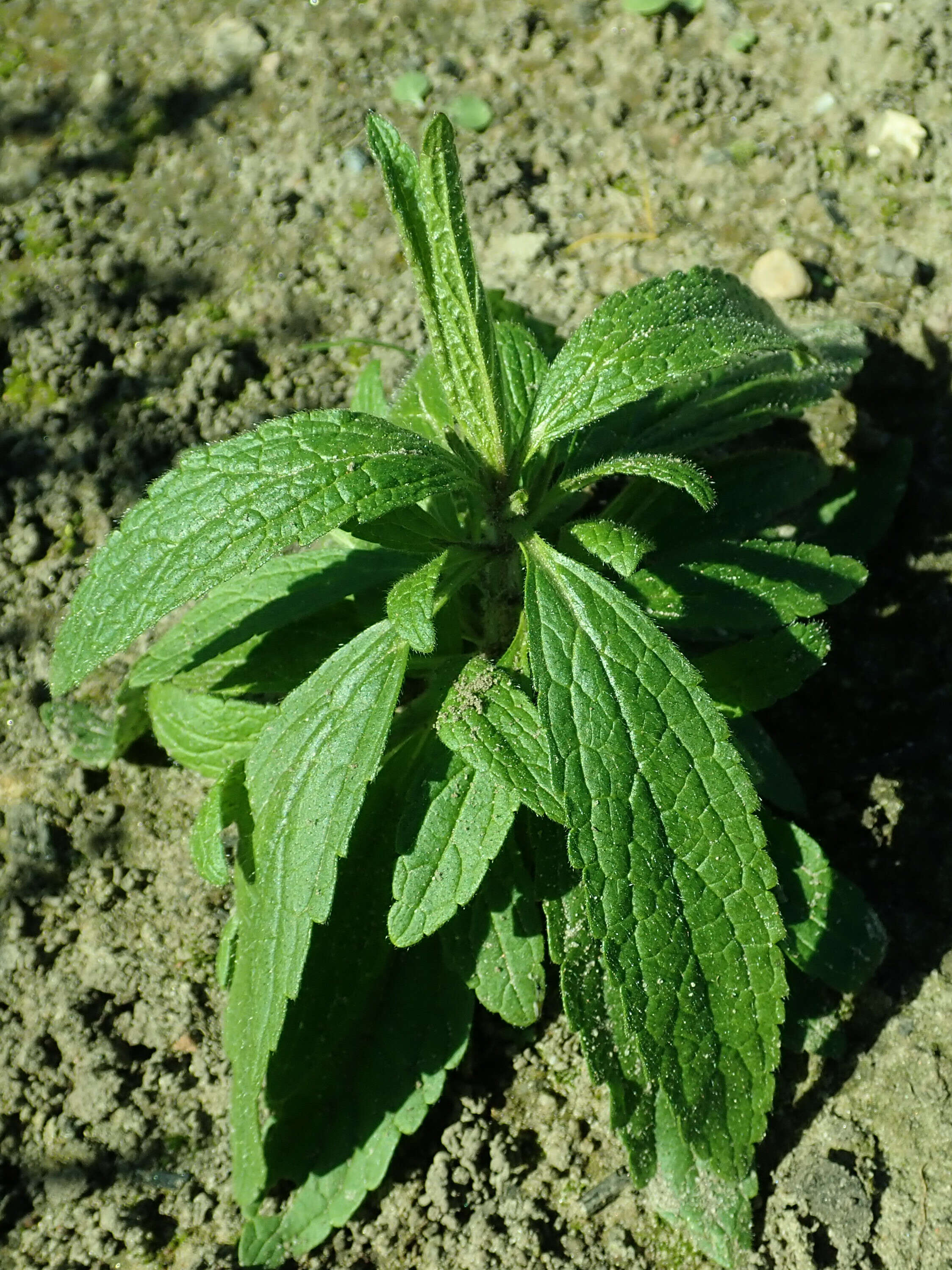 Image of stiff hedgenettle