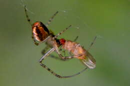 Image of Araneus