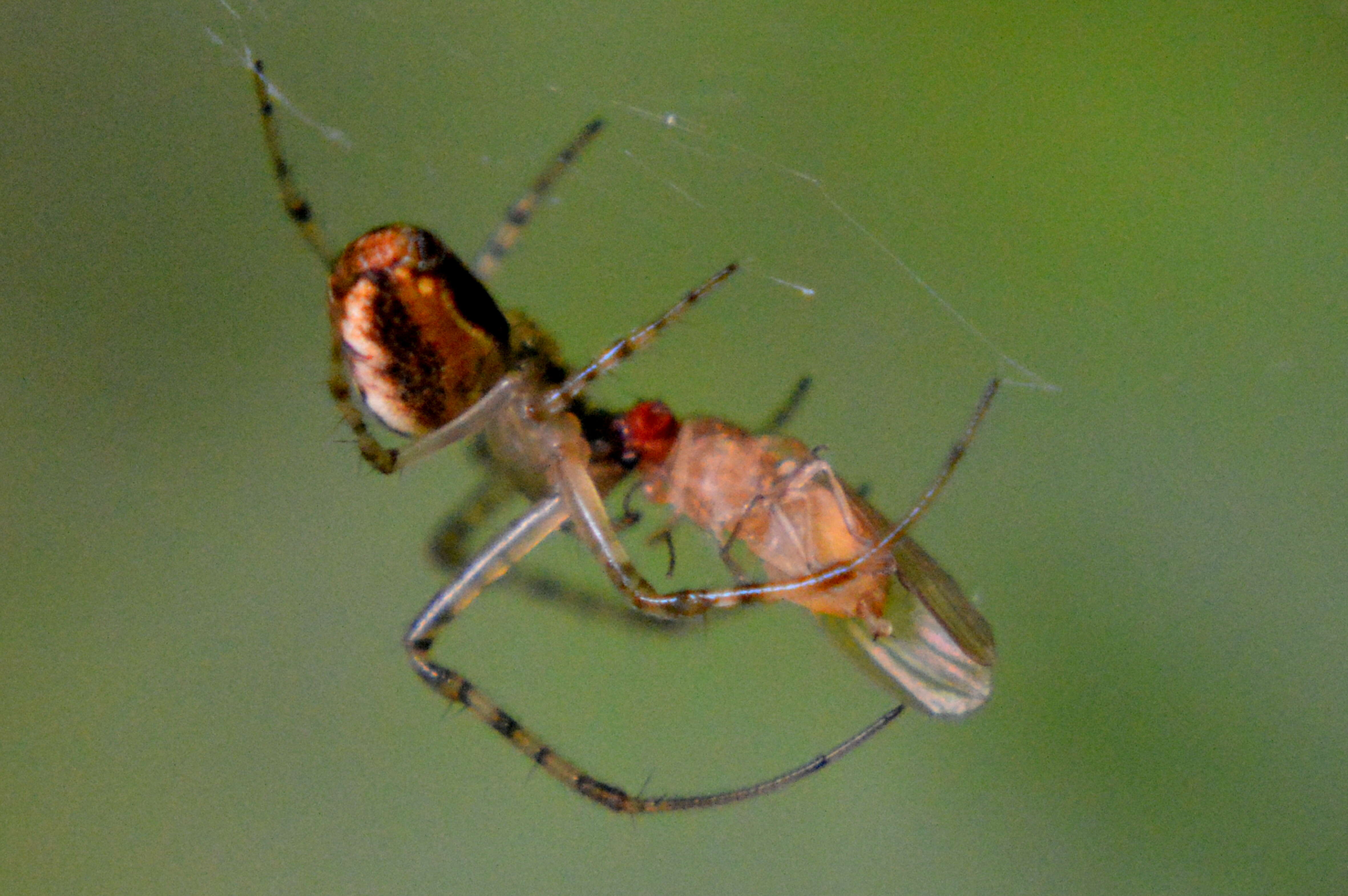 Image of Araneus