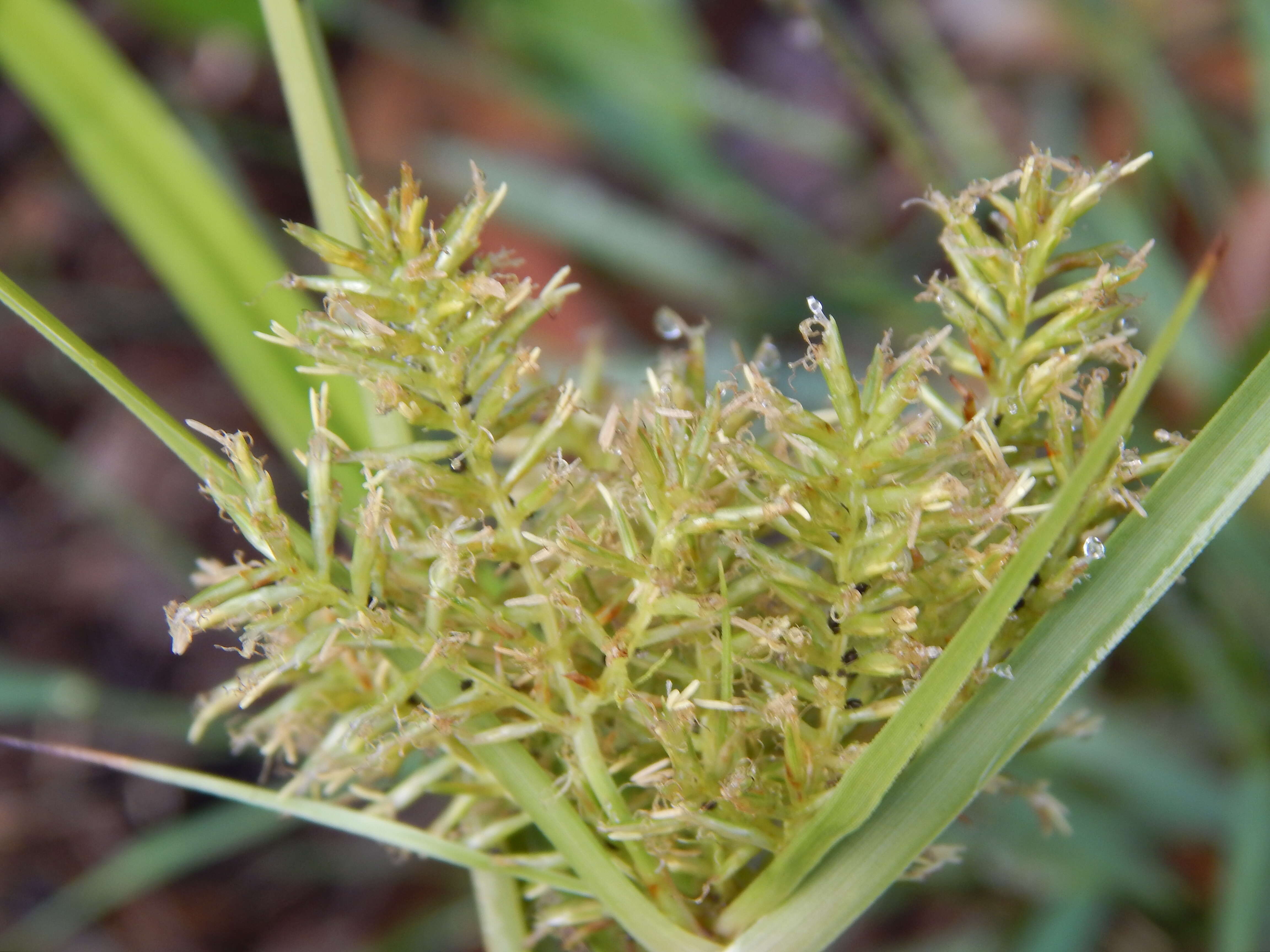 Image de Cyperus hillebrandii Boeckeler