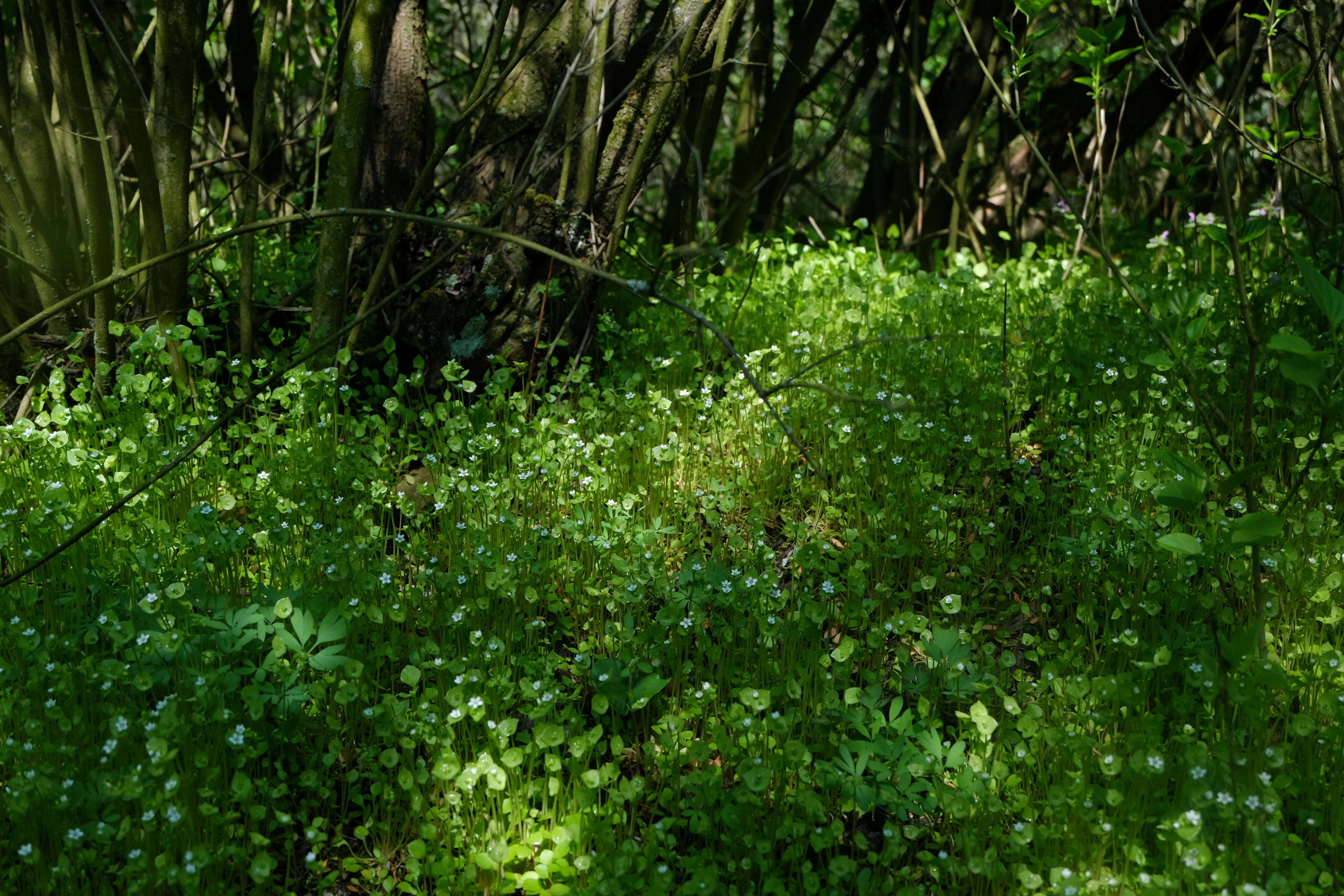 Image of Indian lettuce