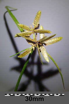 Image of Yellow Flat Sedge