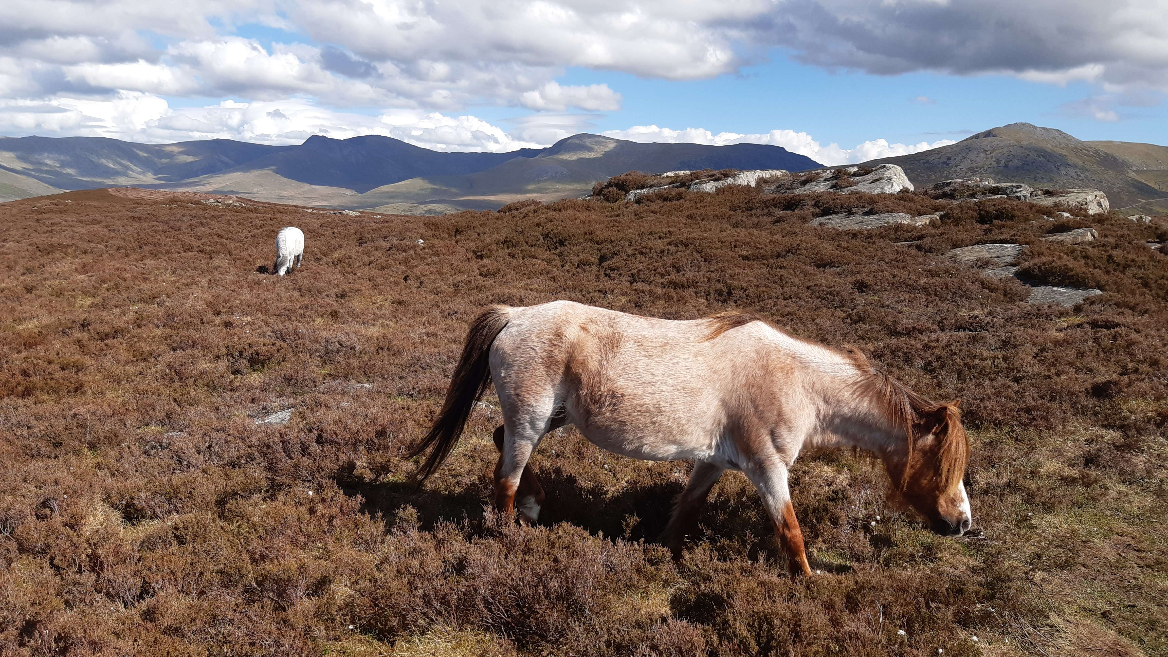 Image of Asian Wild Horse