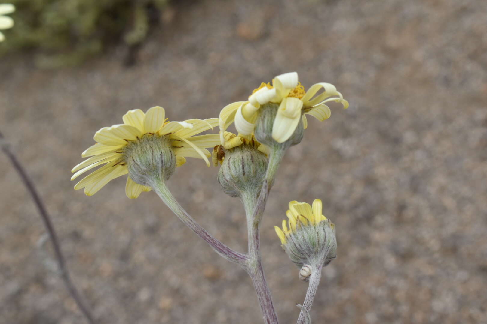 Слика од Senecio antofagastanus Cabrera