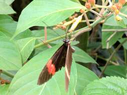 Image of Crimson Patched Longwing