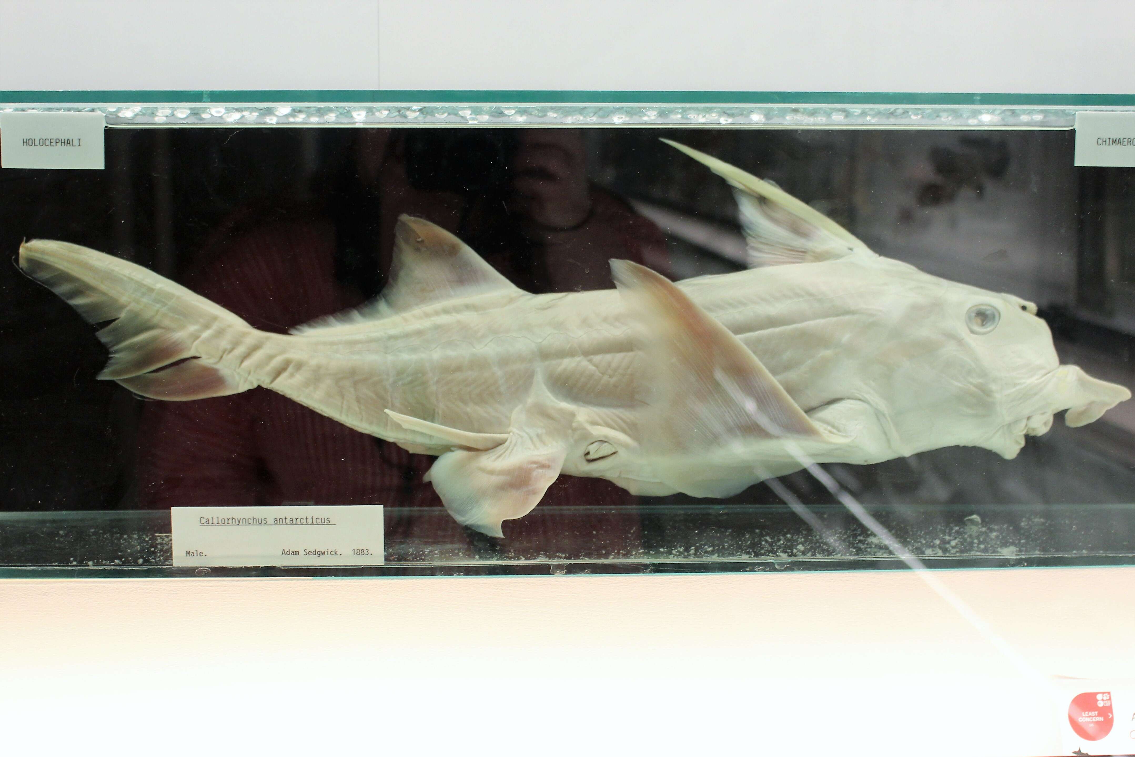 Image of American Elephantfish