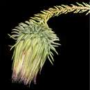 Image of Darwinia foetida Keighery