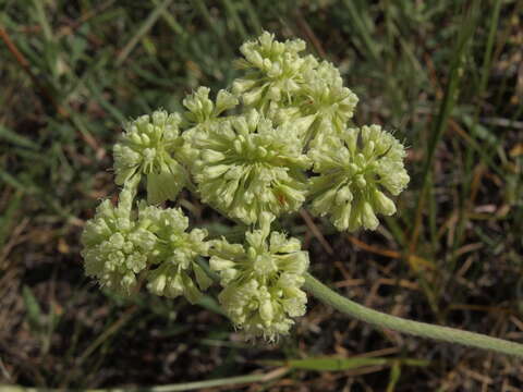 Image of parsnipflower buckwheat