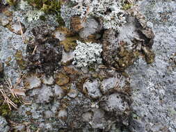 Image of blistered navel lichen