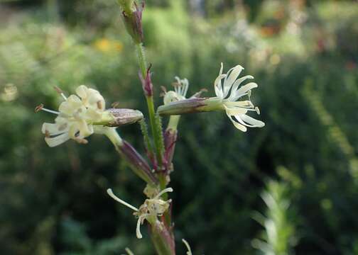 Image of Silene tatarica (L.) Pers.