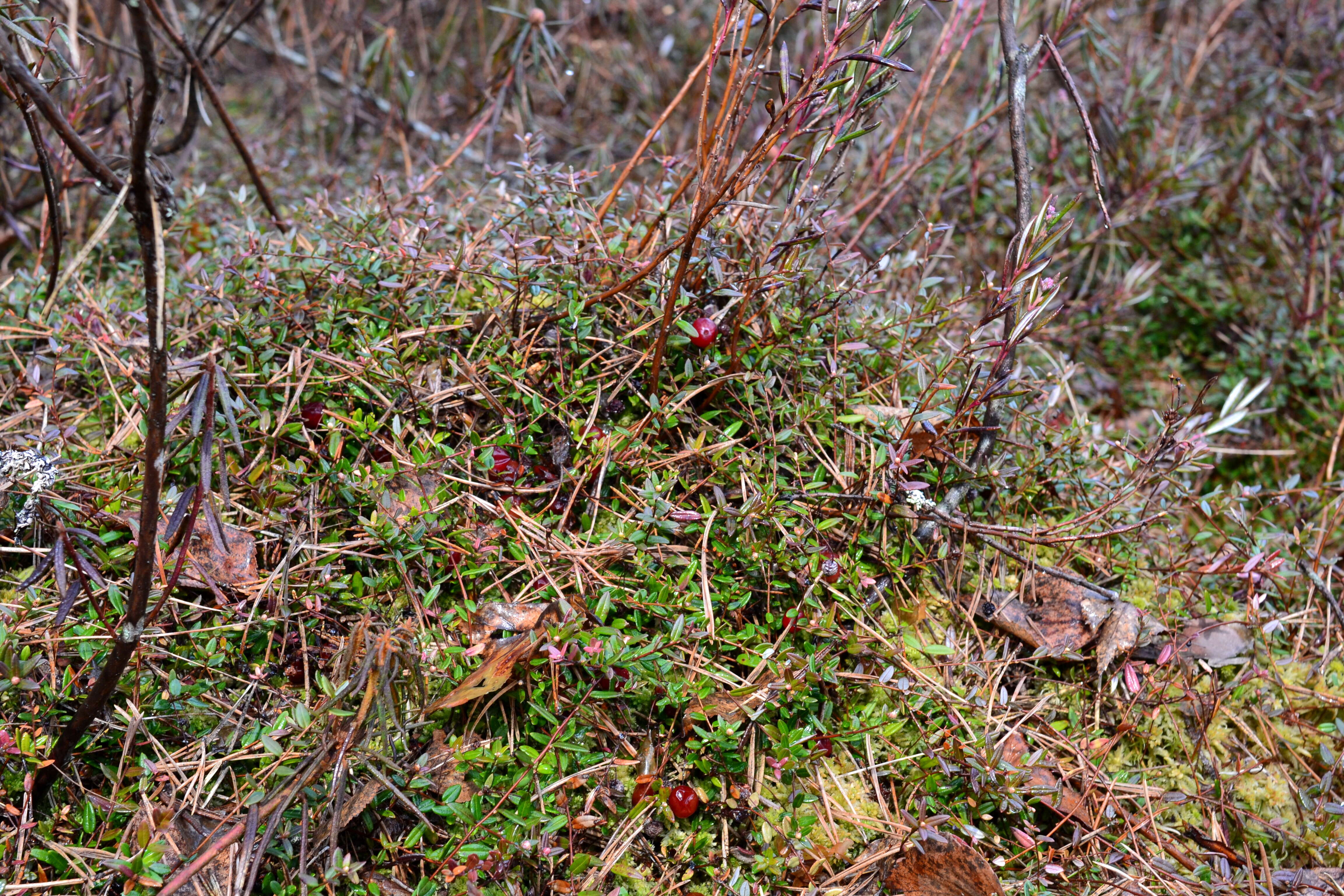 Image of lingonberry