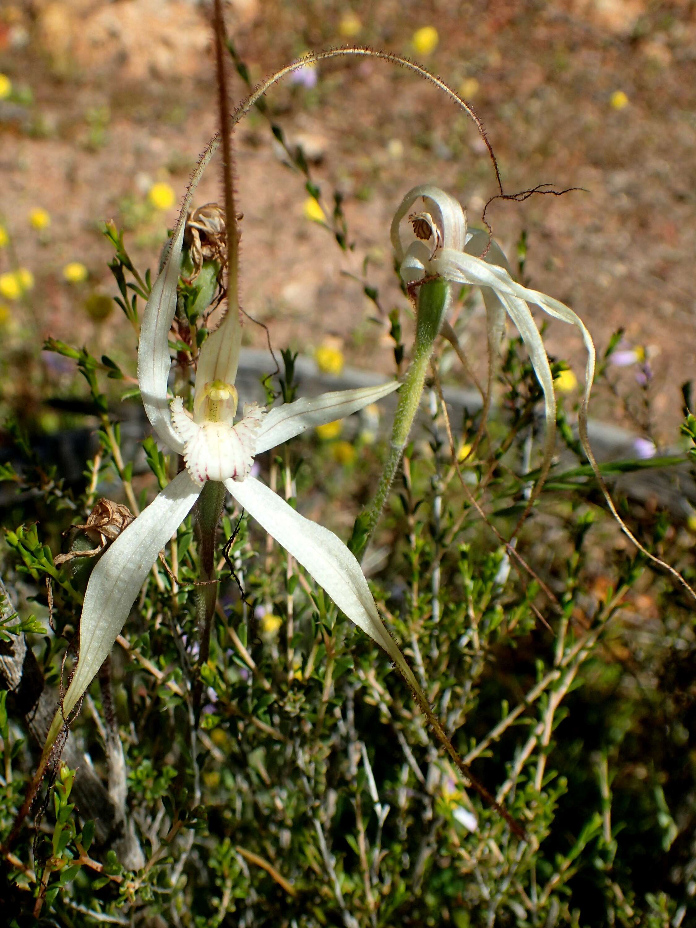 Image of Perenjori spider orchid