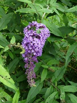 Image of butterfly-bush