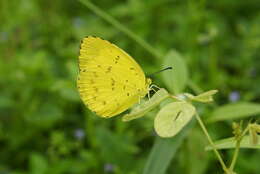 Image of Eurema blanda (Boisduval 1836)