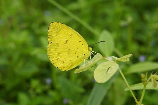 Image of Eurema blanda (Boisduval 1836)