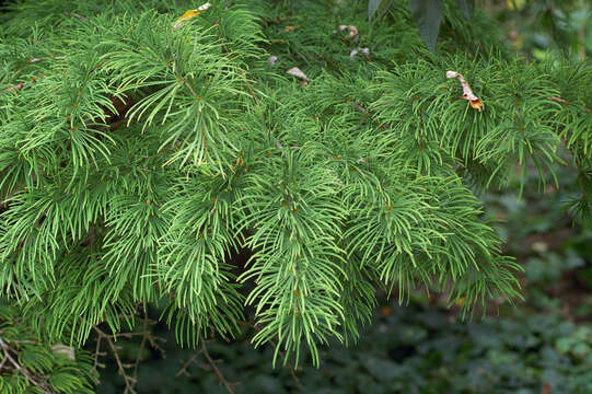 Plancia ëd Pseudolarix amabilis (J. Nelson) Rehd.