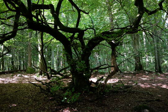 Image of Fagus sylvatica var. suentelensis