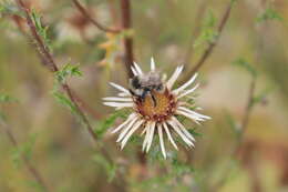 Image of Shrill carder bee