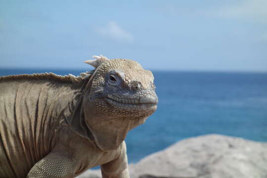 Image of Santa Fe Land Iguana