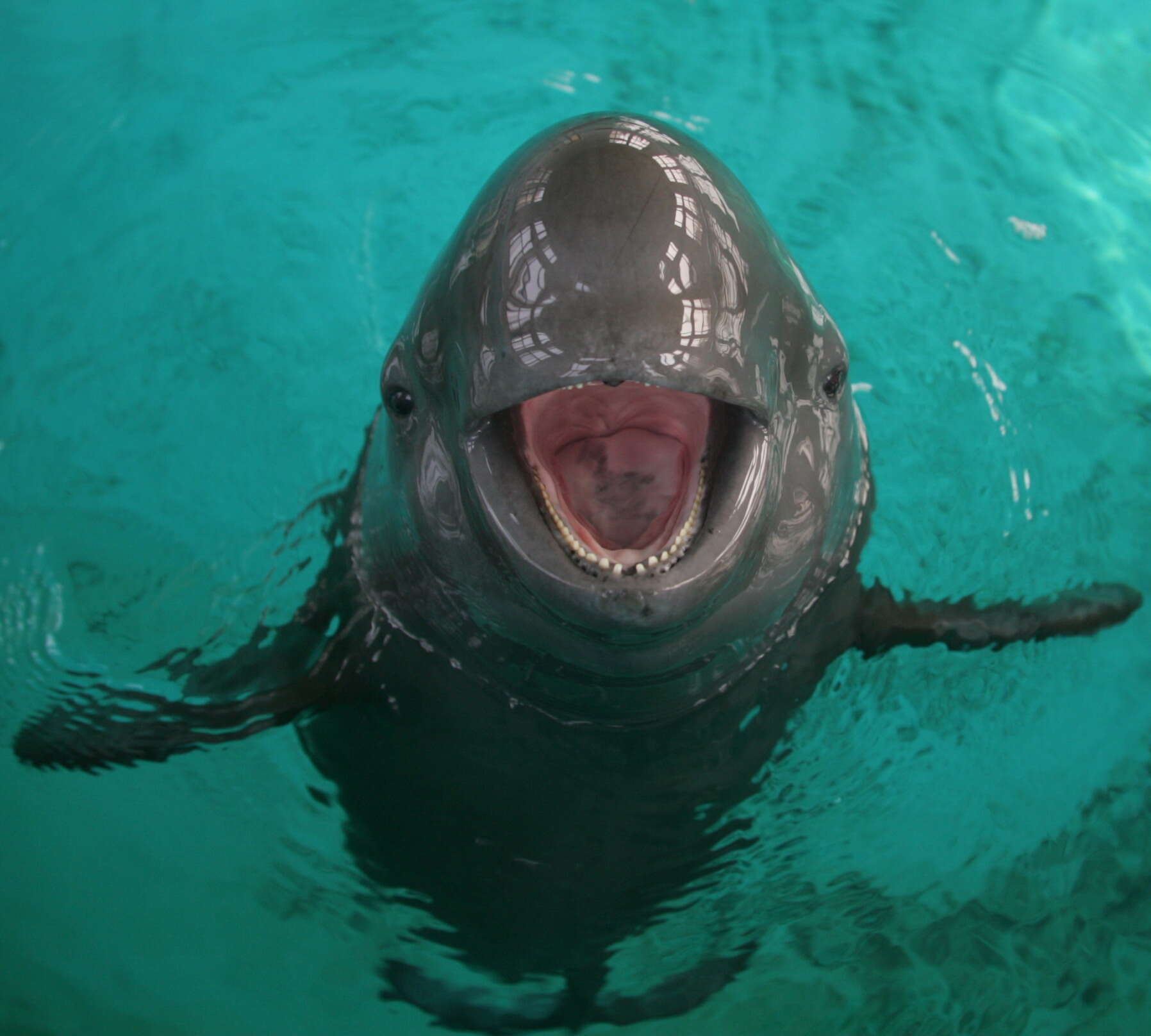 Image of Finless Porpoise