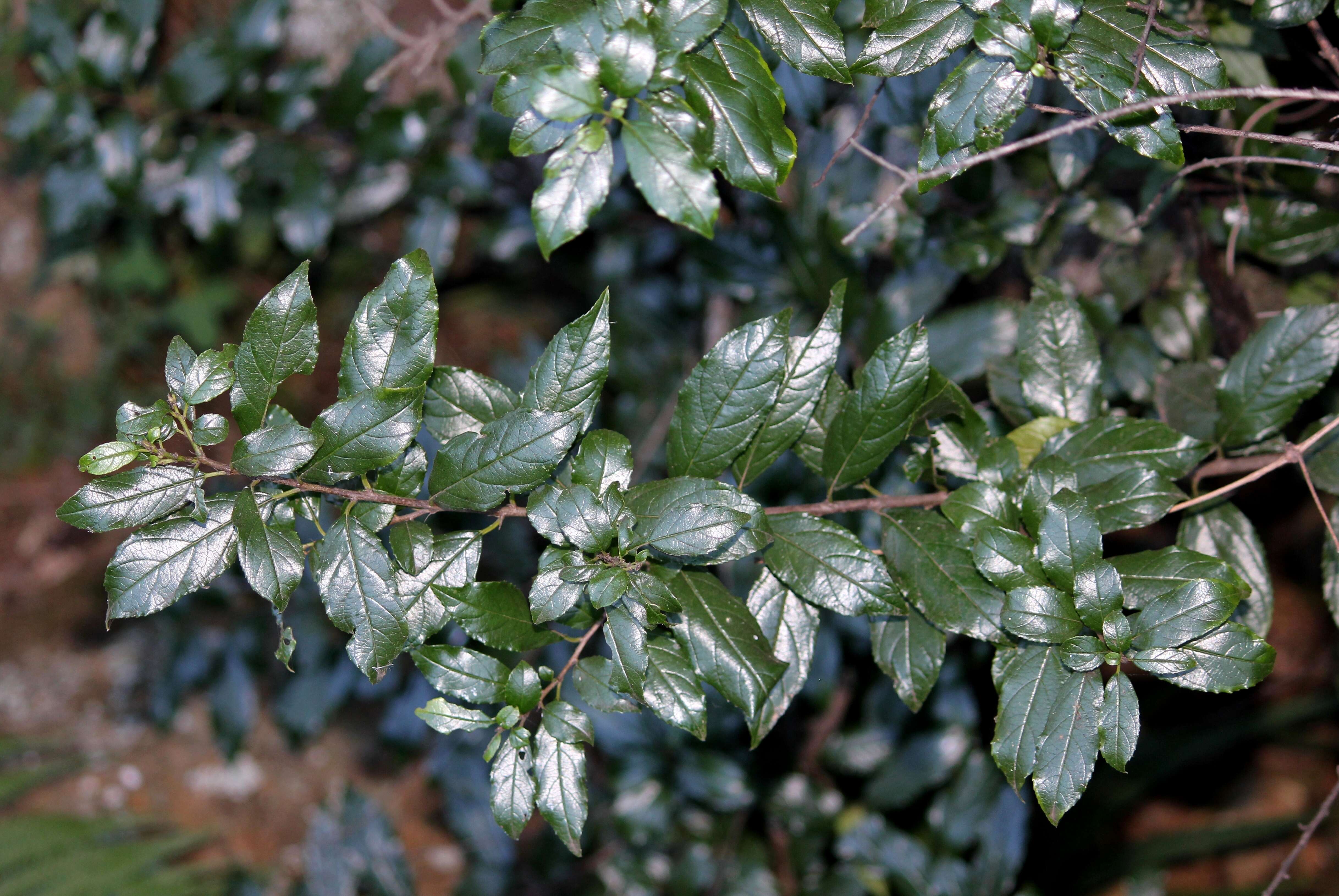 Слика од Rhamnus prinoides L'Her.