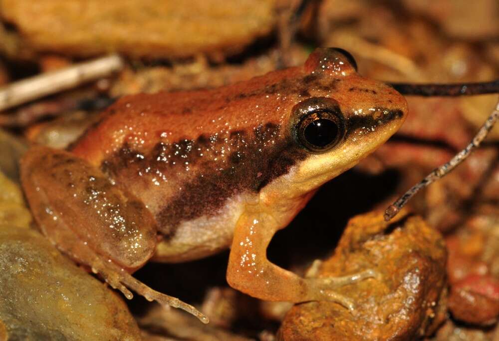 Image of Minervarya frog