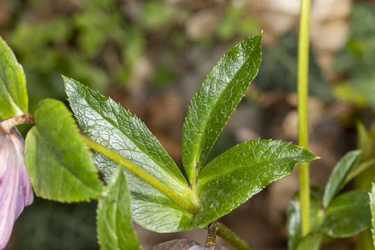 Image of lenten-rose