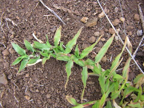 Image of golden false beardgrass