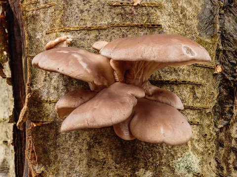 Image of Pleurotus ostreatus (Jacq.) P. Kumm. 1871