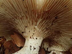 Image of Sweetbread mushroom