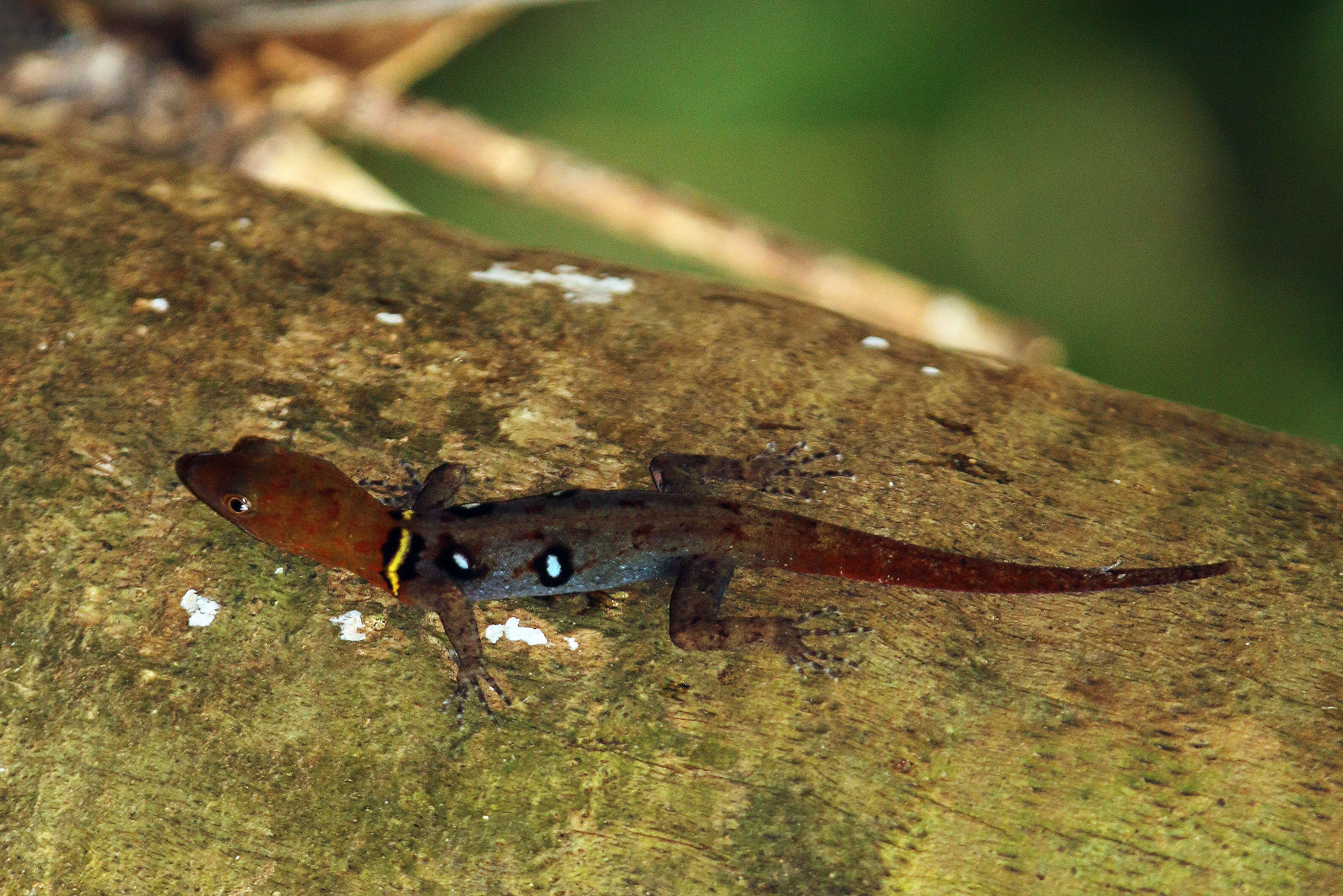 Image de Gonatodes ocellatus (Gray 1831)