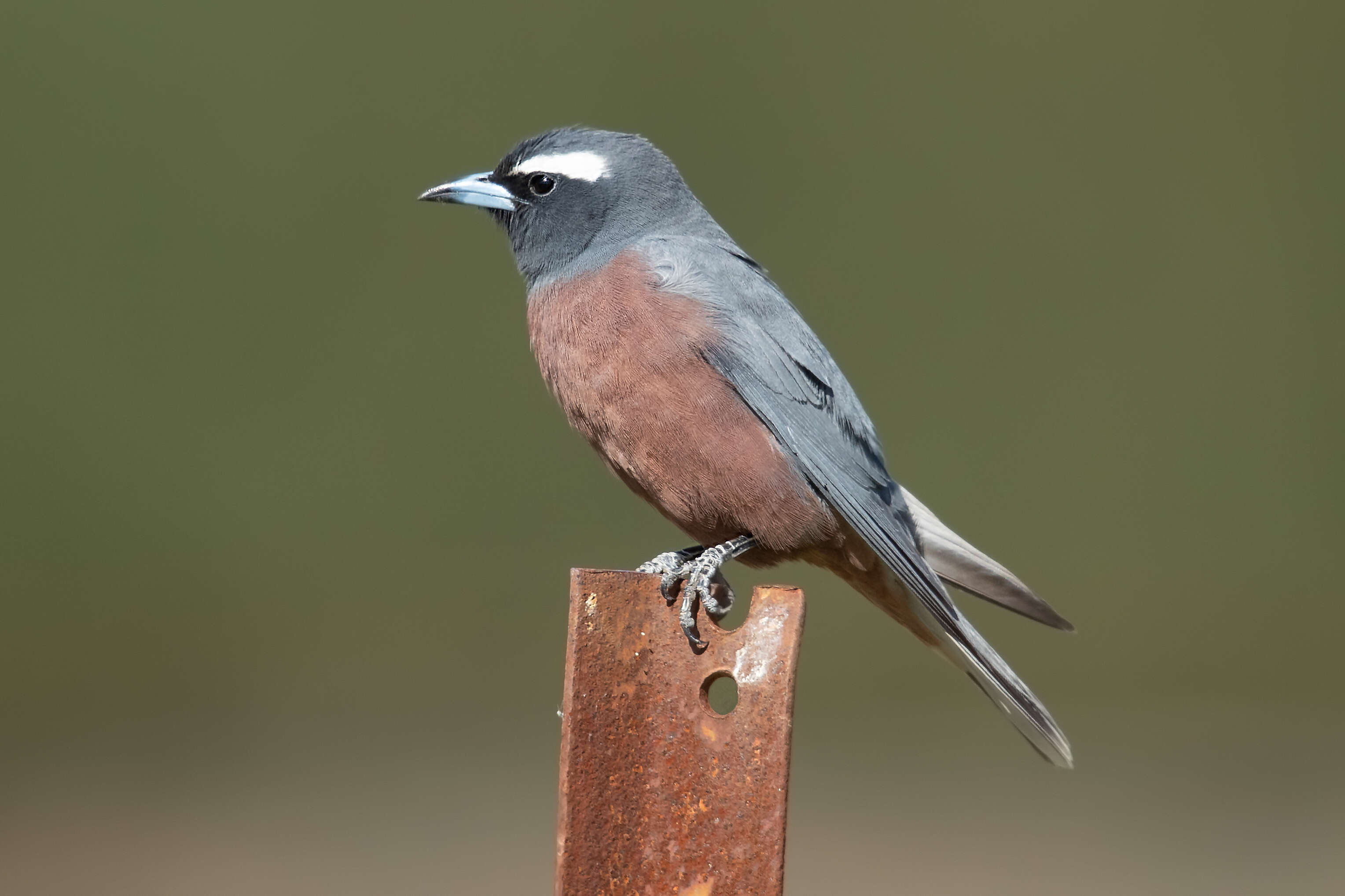Image of White-browed Woodswallow