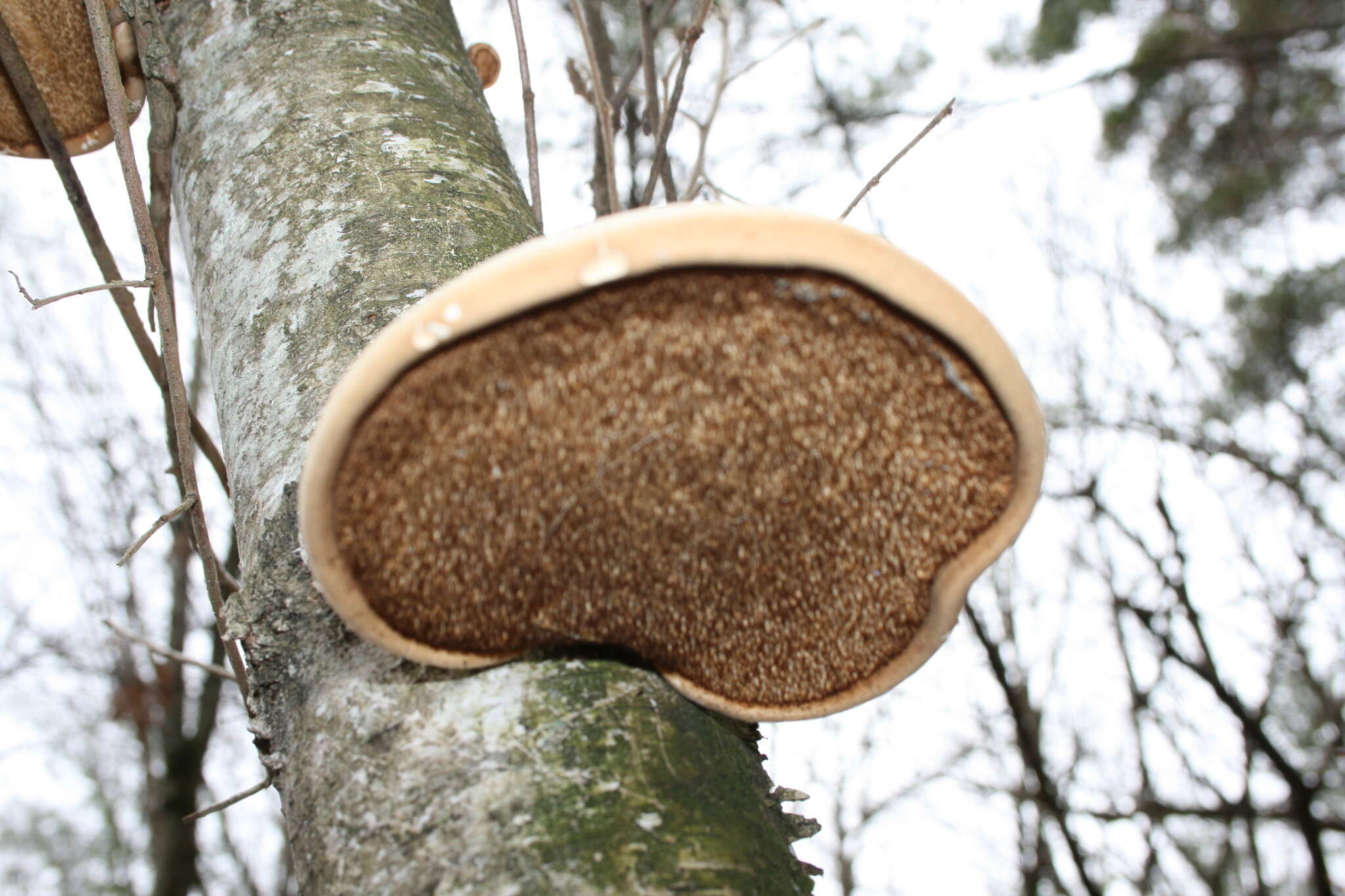 Image of birch polypore