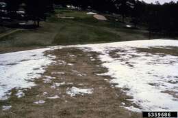 Image of Pink Snow Mold