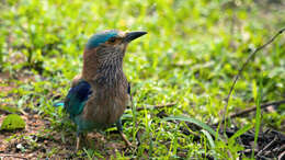 Image of Indian Roller