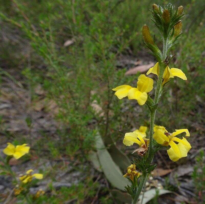 Image of Goodenia bellidifolia Sm.