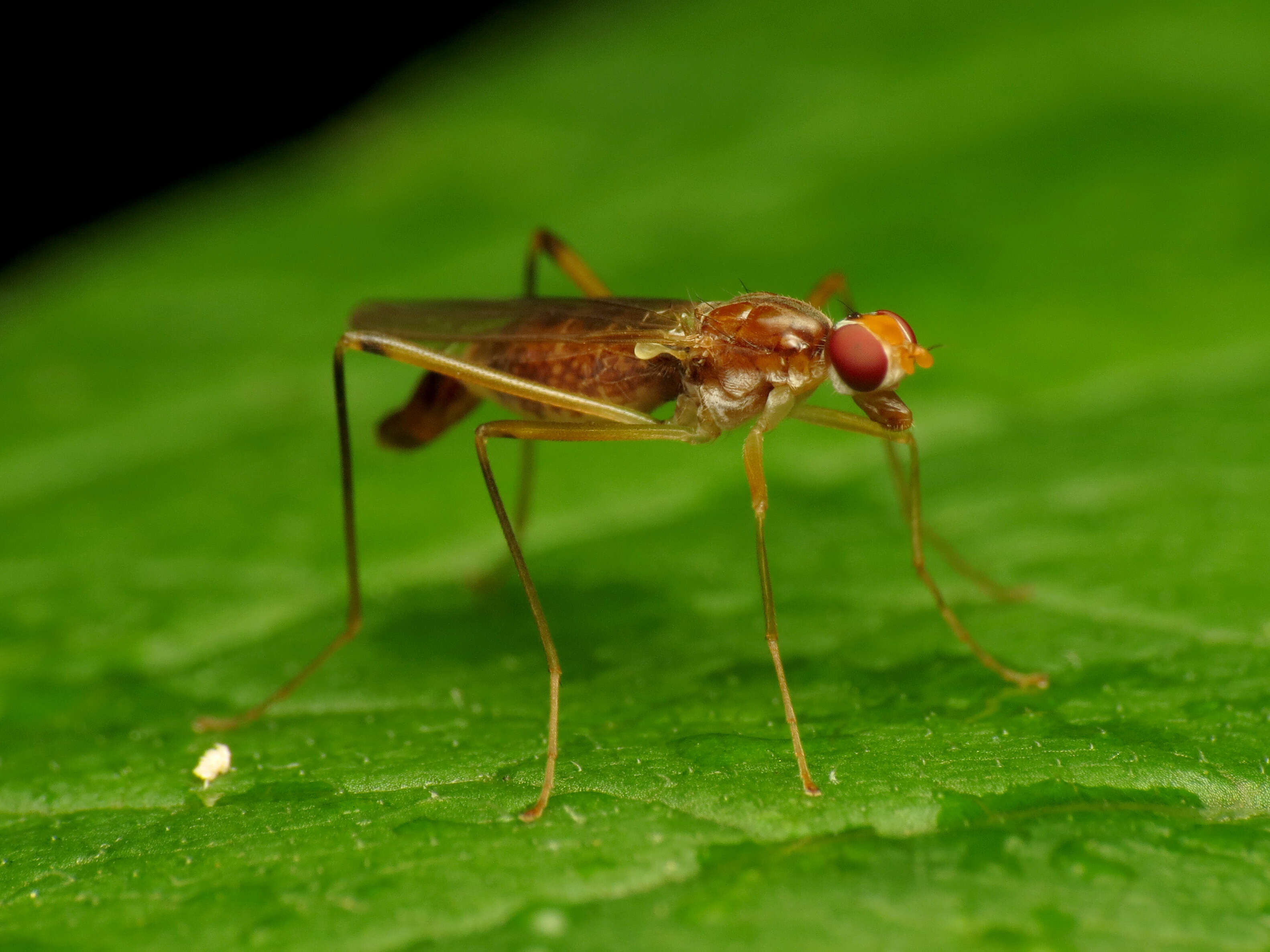 Image of stilt-legged flies