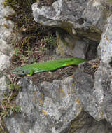 Image of Western Green Lizard