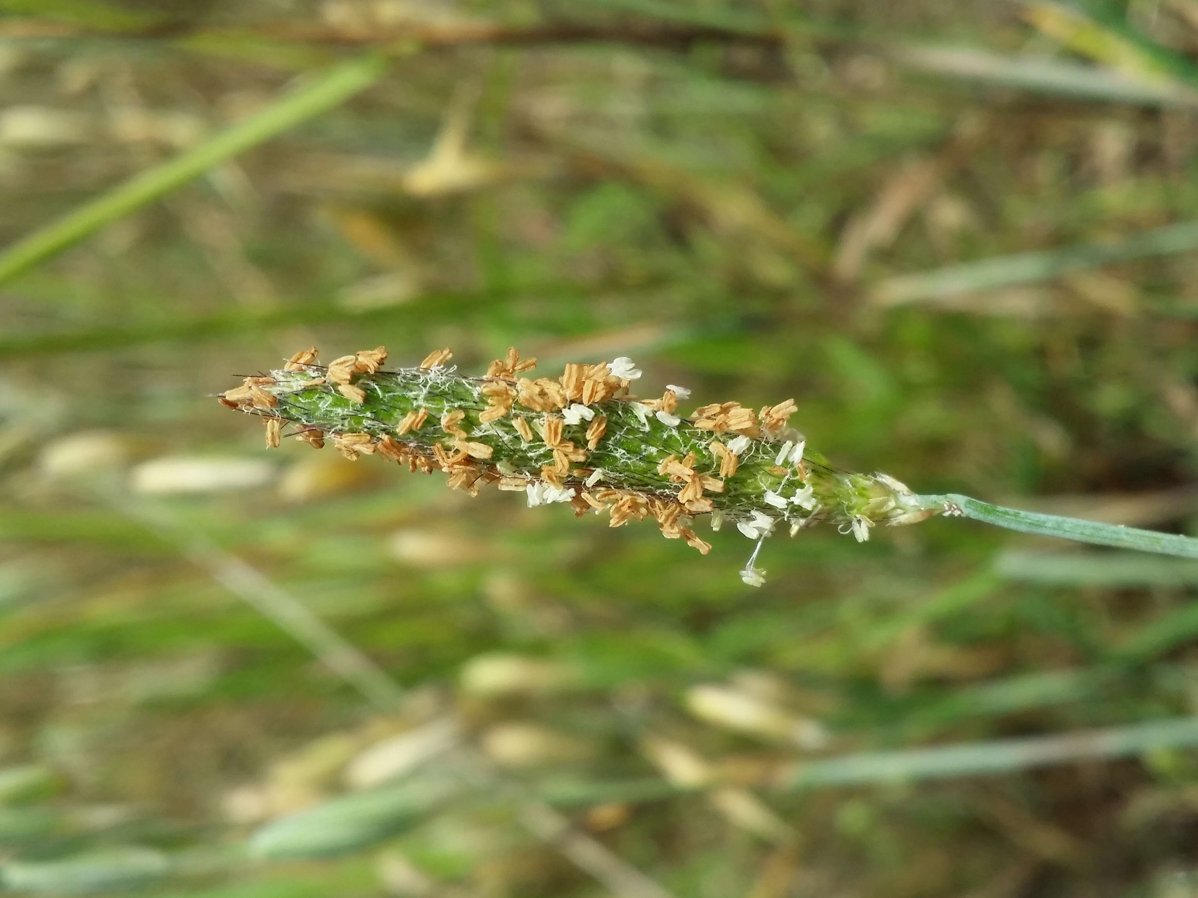 Imagem de Alopecurus geniculatus L.