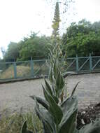 Verbascum nigrum L. resmi