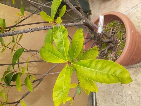 Image of Ixora chinensis Lam.