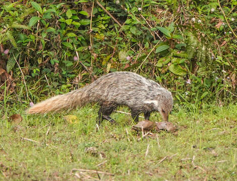 Image of Crab-Eating Mongoose