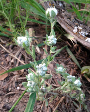 Image of spring pygmycudweed