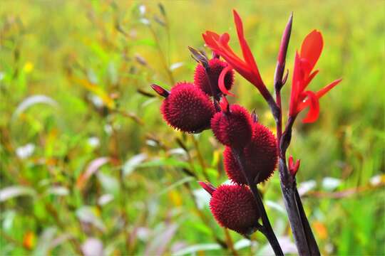 Image of maraca roja