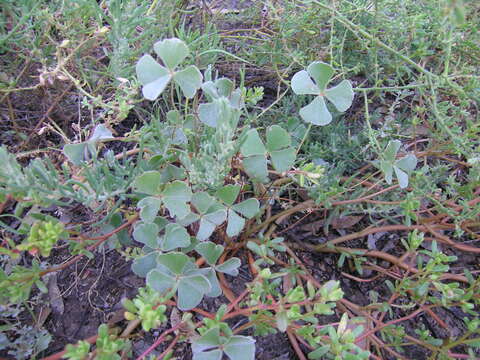 Imagem de Marsilea drummondii A. Br.