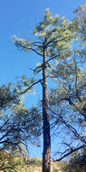 Imagem de Pinus engelmannii Carrière