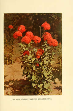 Слика од Silene chalcedonica (L.) E. H. L. Krause